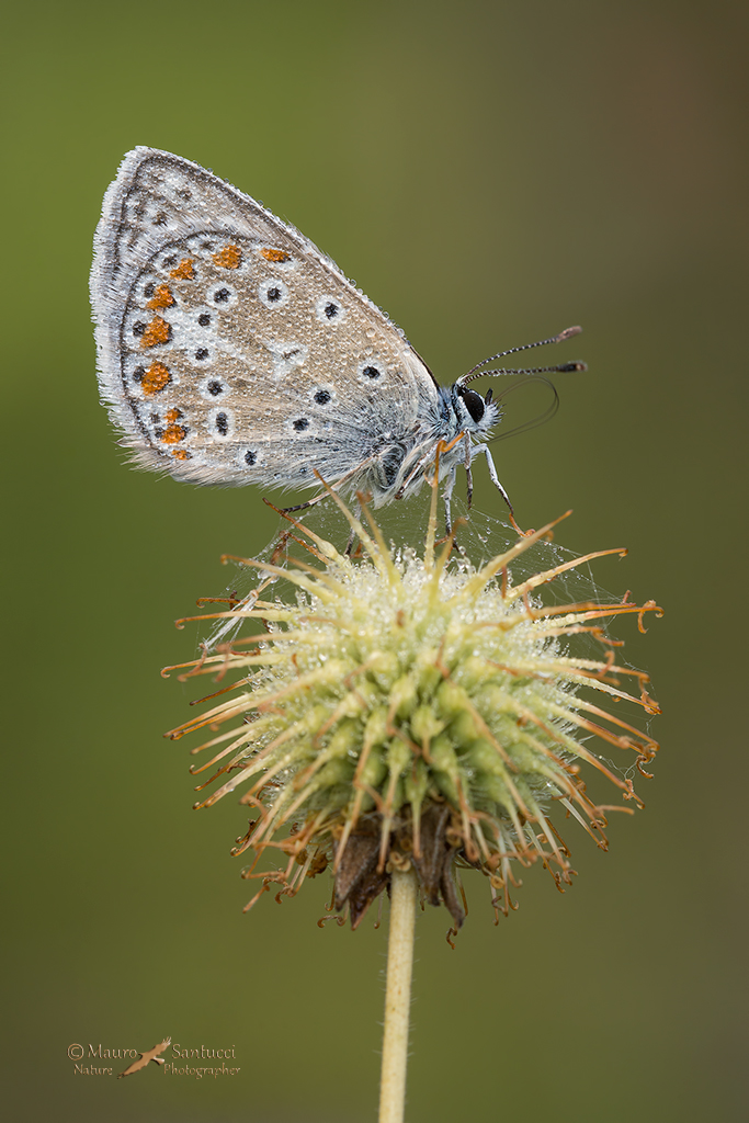 Licenide su spine e spiritromba attiva