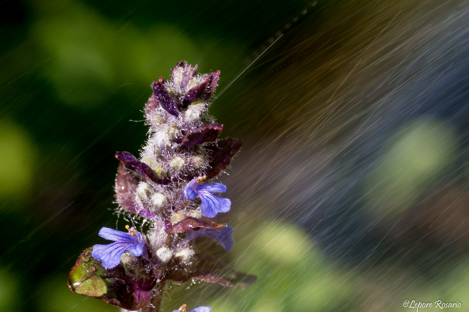 Fiori nella tempesta
