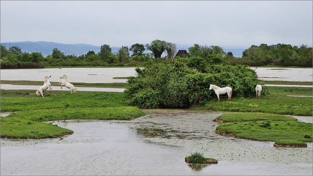 Isola della Cona (GO)