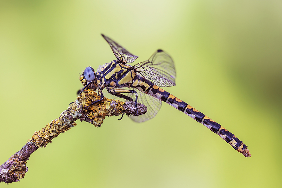 Onychagomphus uncatus