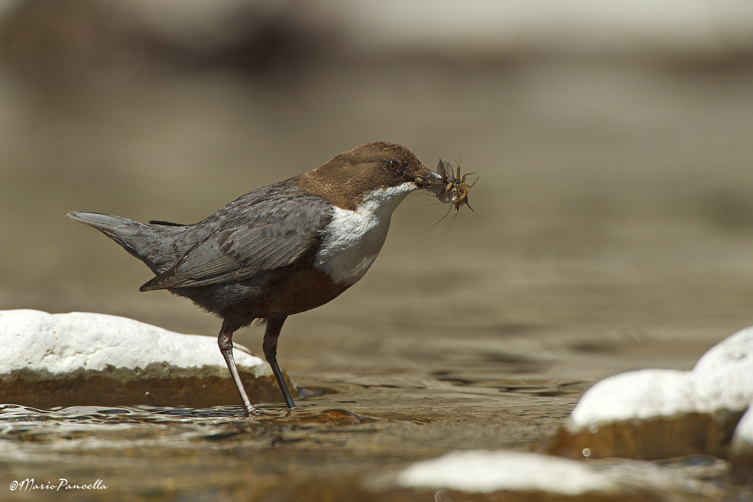 Cinclus cinclus - Merlo acquaiolo