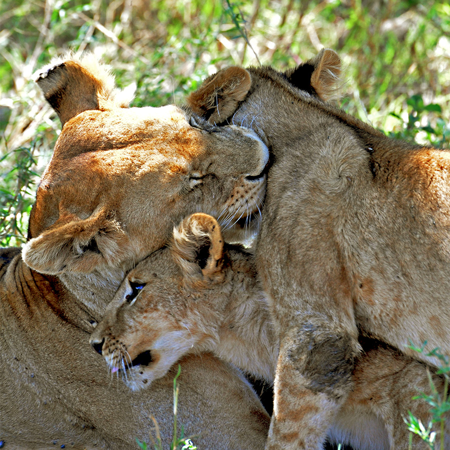 Coccole (panthera leo)