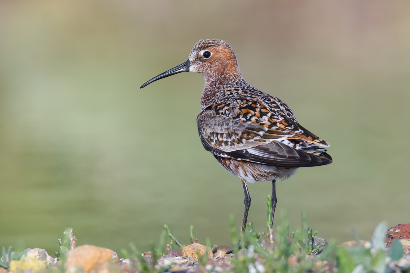 ... con l'abito della festa