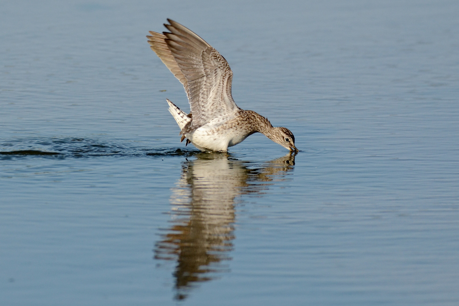 Piro piro in alimentazione