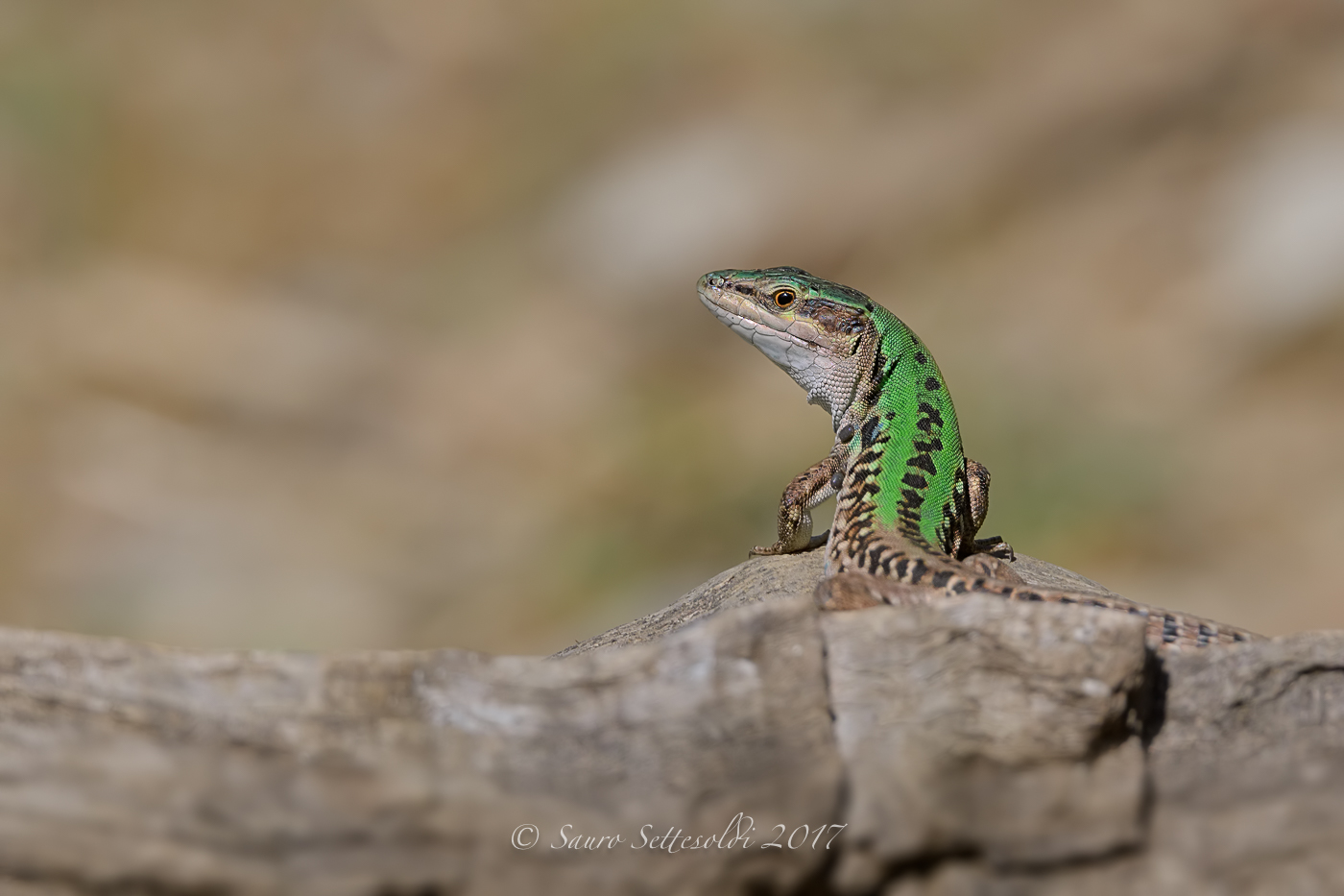Lucertola Agile - Lacerta agilis L.