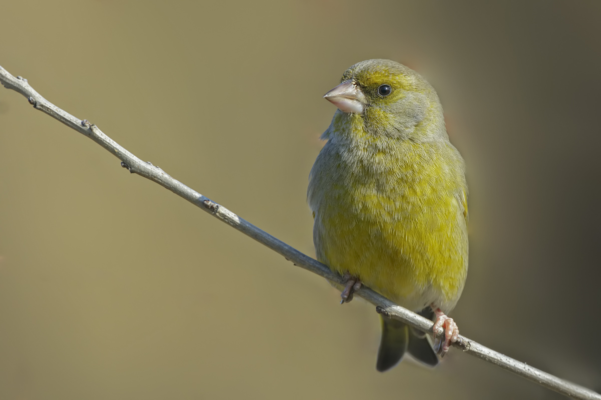 Verdone (Chloris chloris)