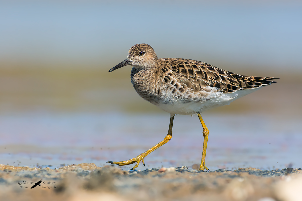 Combattente_Philomachus pugnax