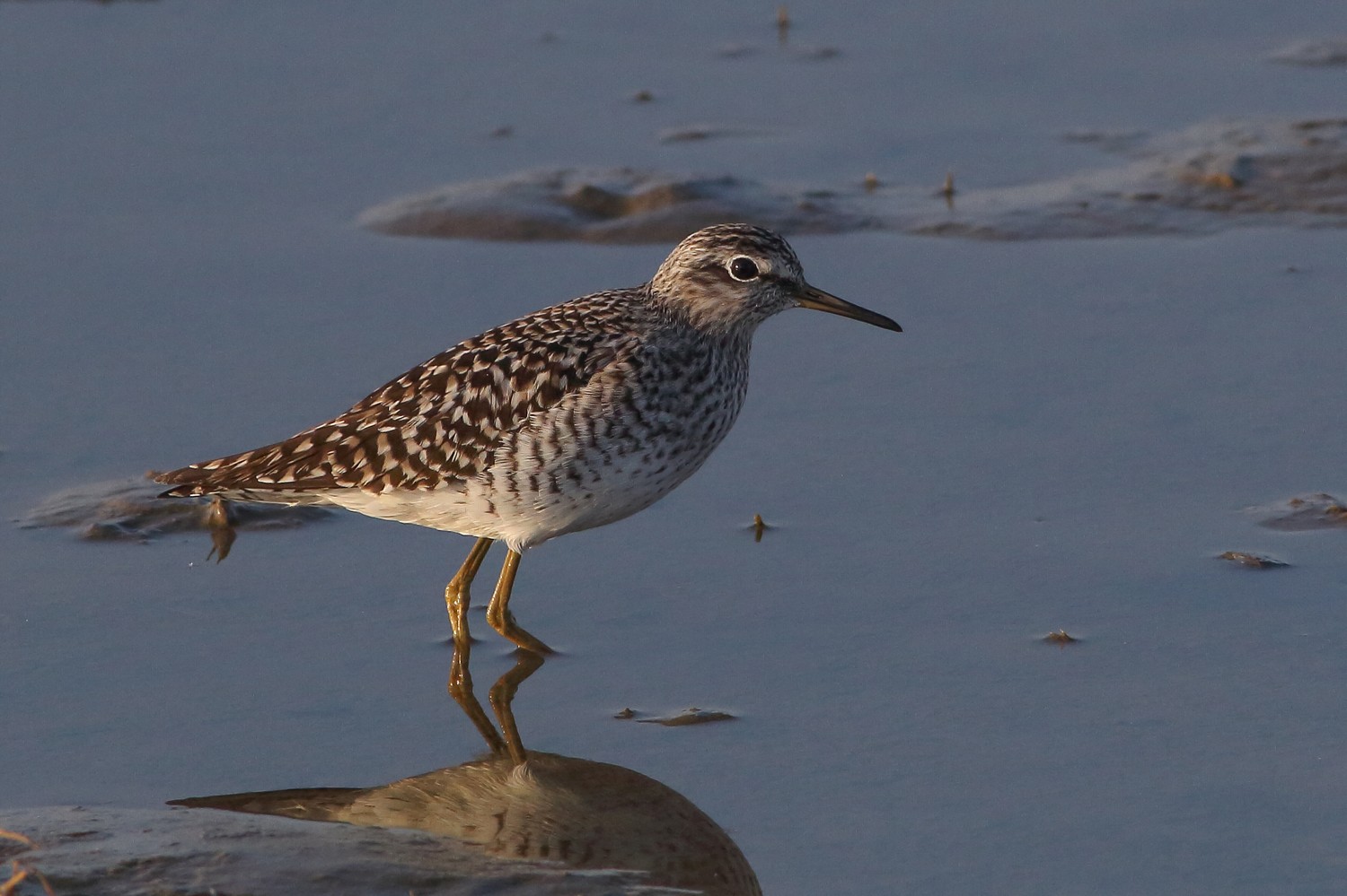 Piro piro boschereccio