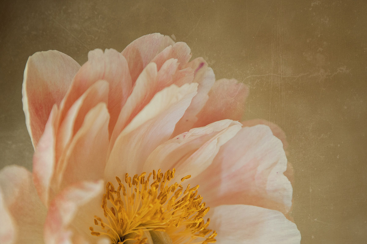 Memorie di una Peonia