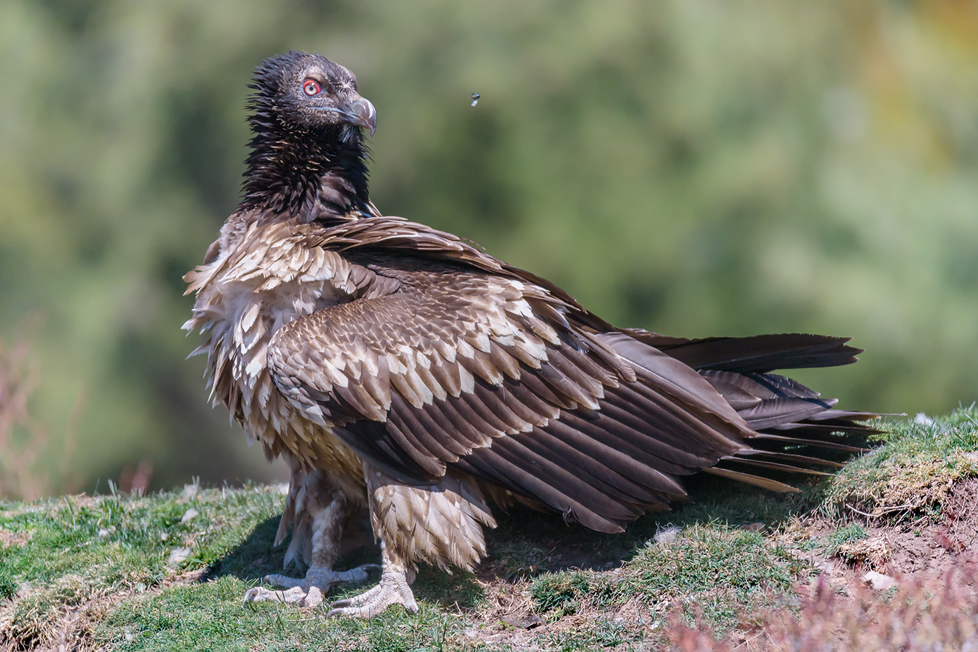 Non voglio vedere volare una mosca.....