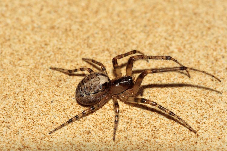 ragnetto_prova di macro e presentazione