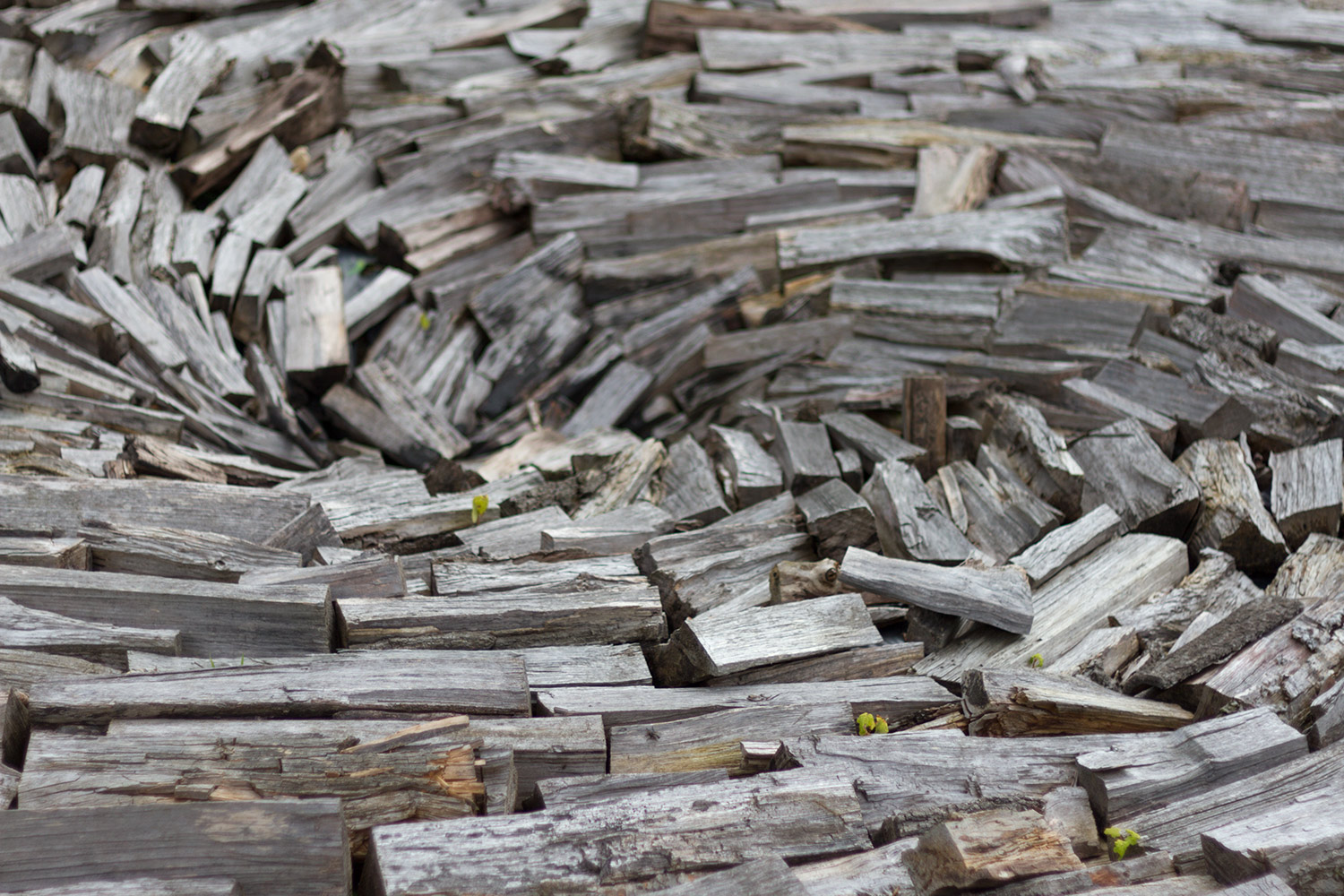 Abbaye de Jumi�ges 2/6