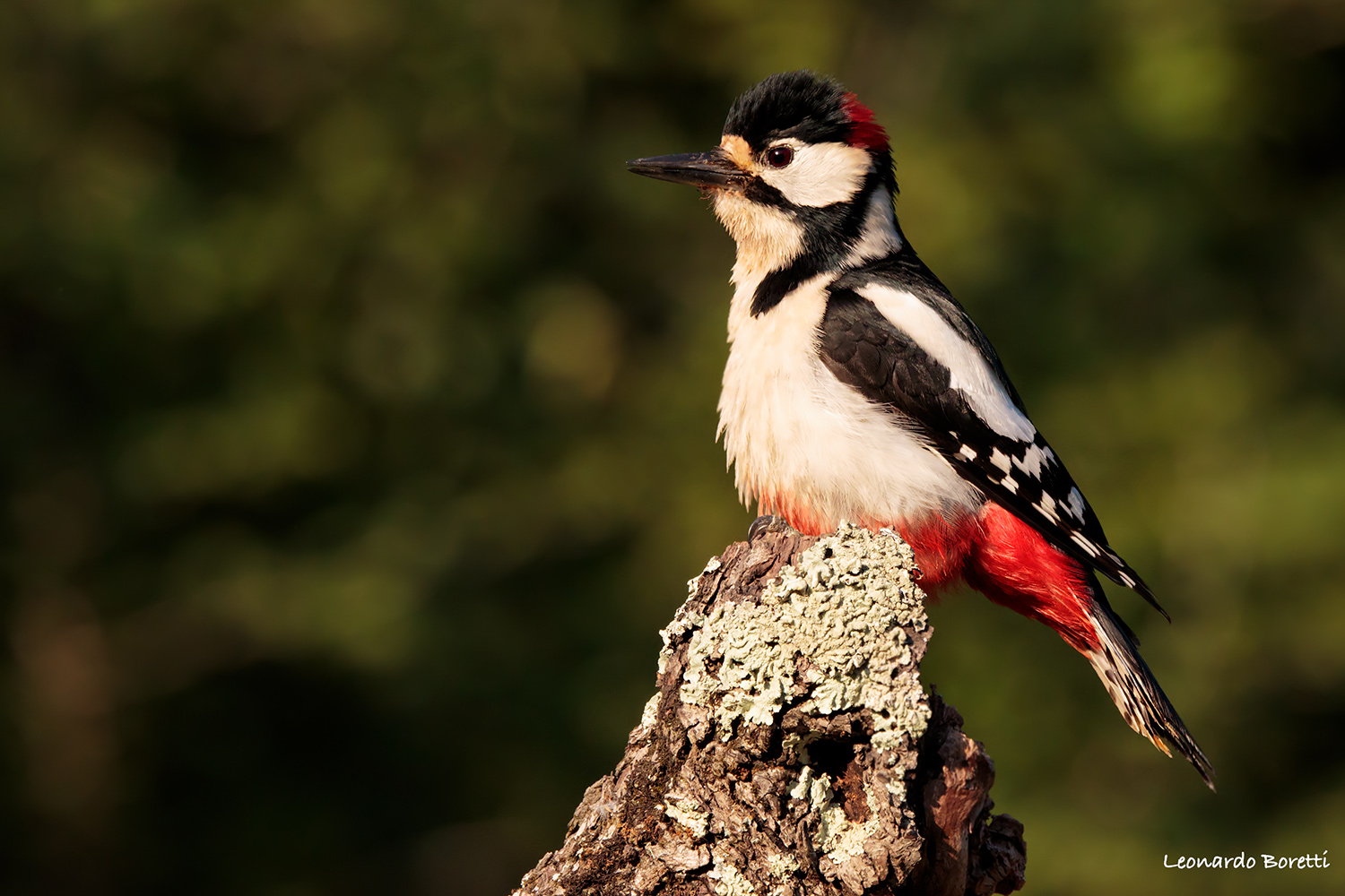 Picchio Rosso Maggiore