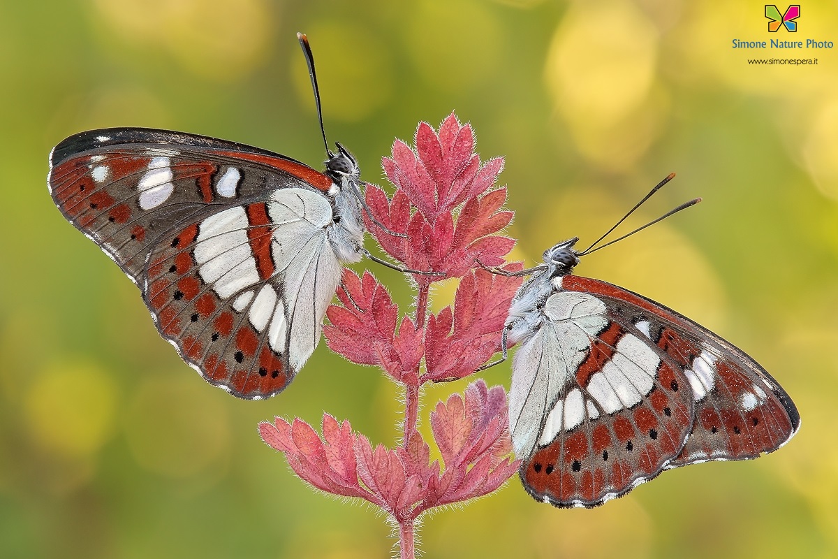 Limenitis reducta �