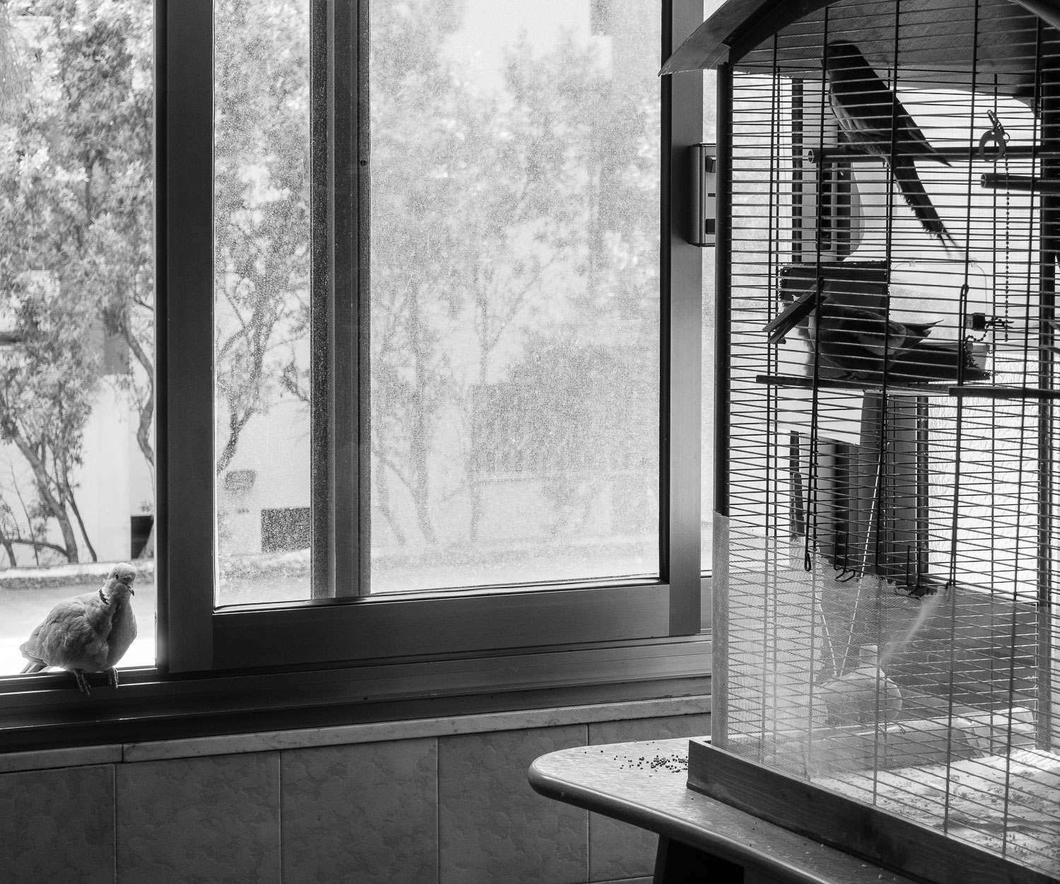 indovina chi viene a cena?