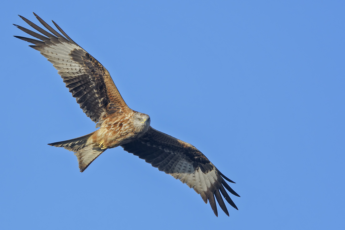 Nibbio reale (Milvus milvus)