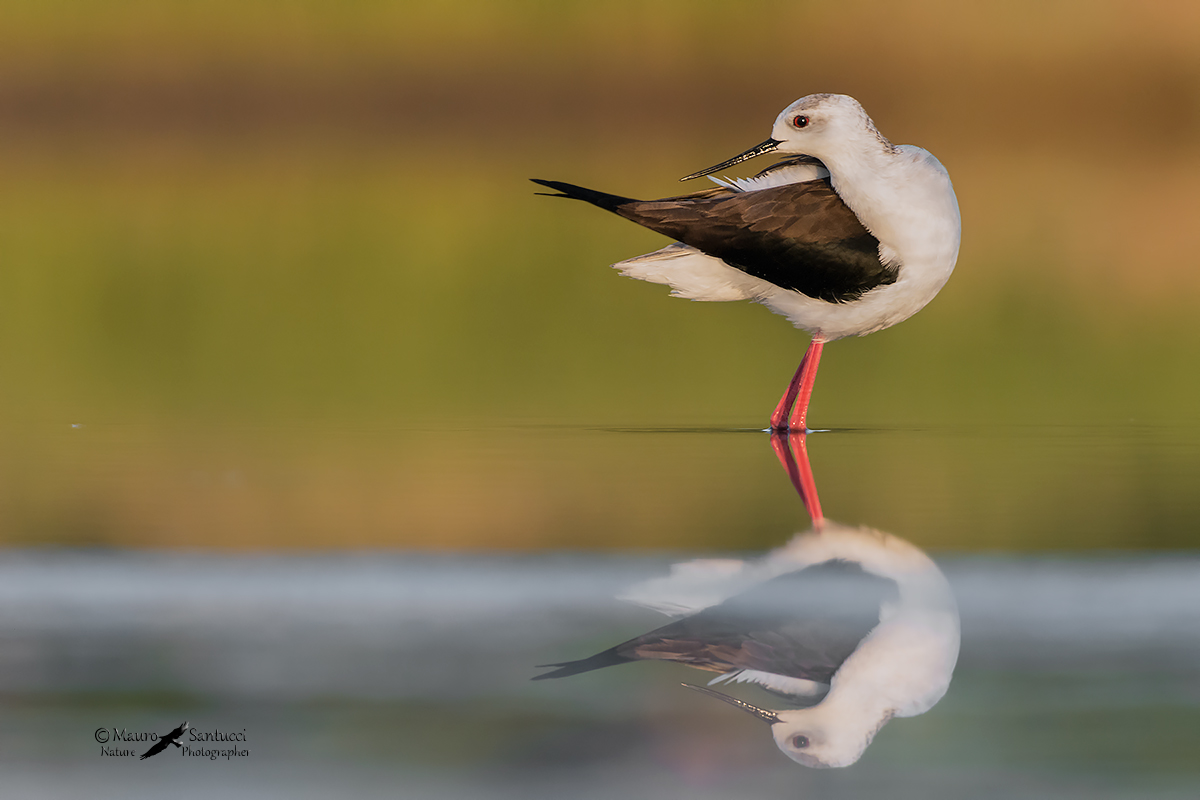 Cavaliere in reverse mode