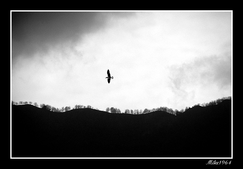 Panorama con uccello in controluce