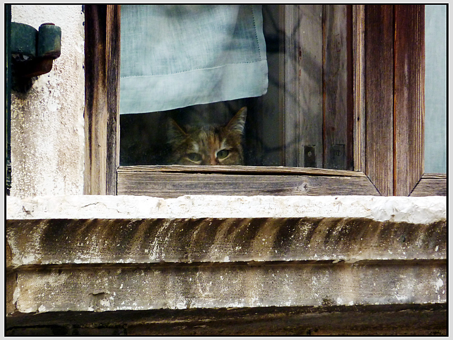 Mi � semblato di vedele un gatto?