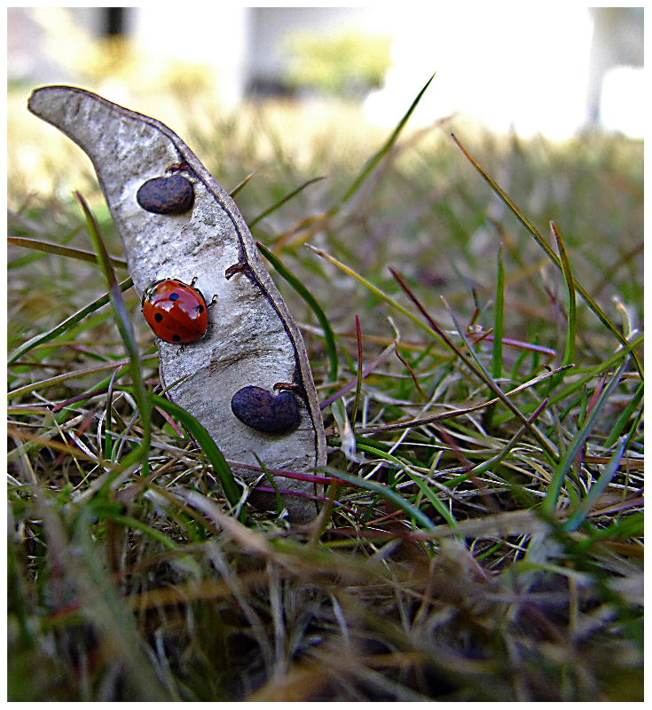 Surfista in erba  ripostato