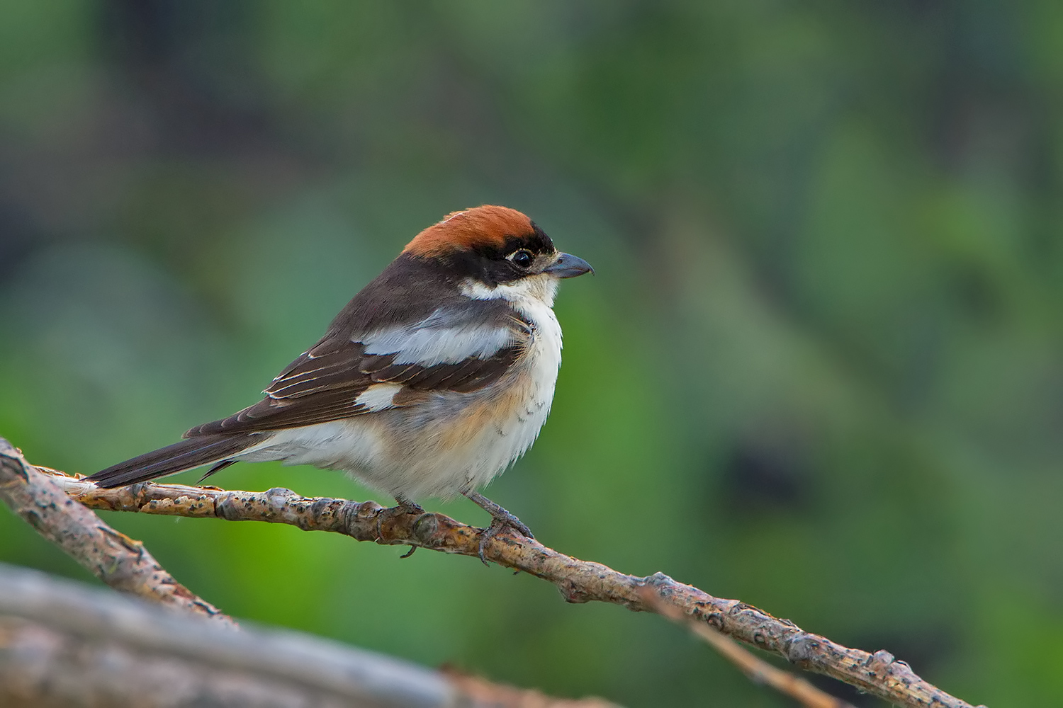 La prima averla capirossa del 2017