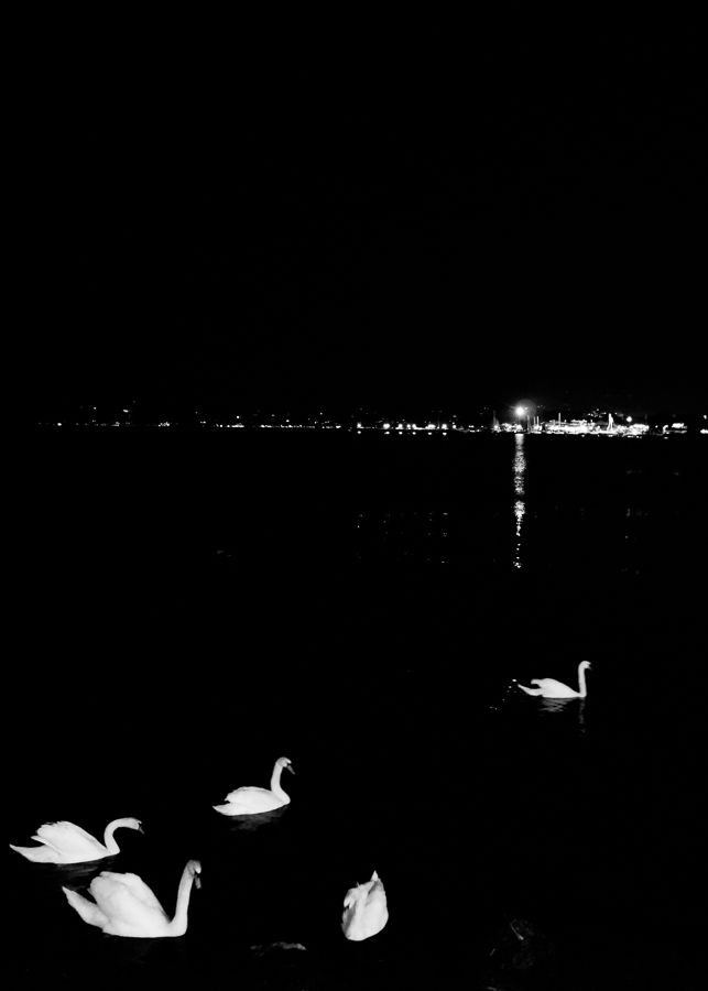 Cigni a Peschiera del Garda