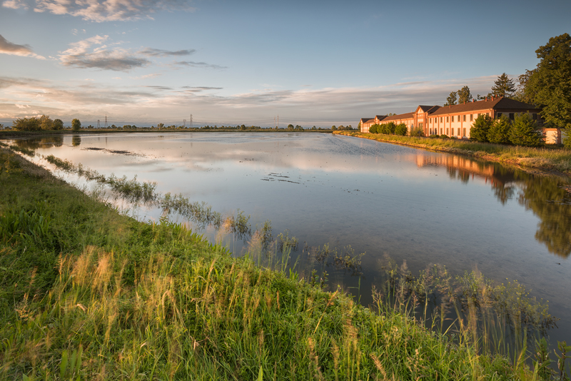 Rice field