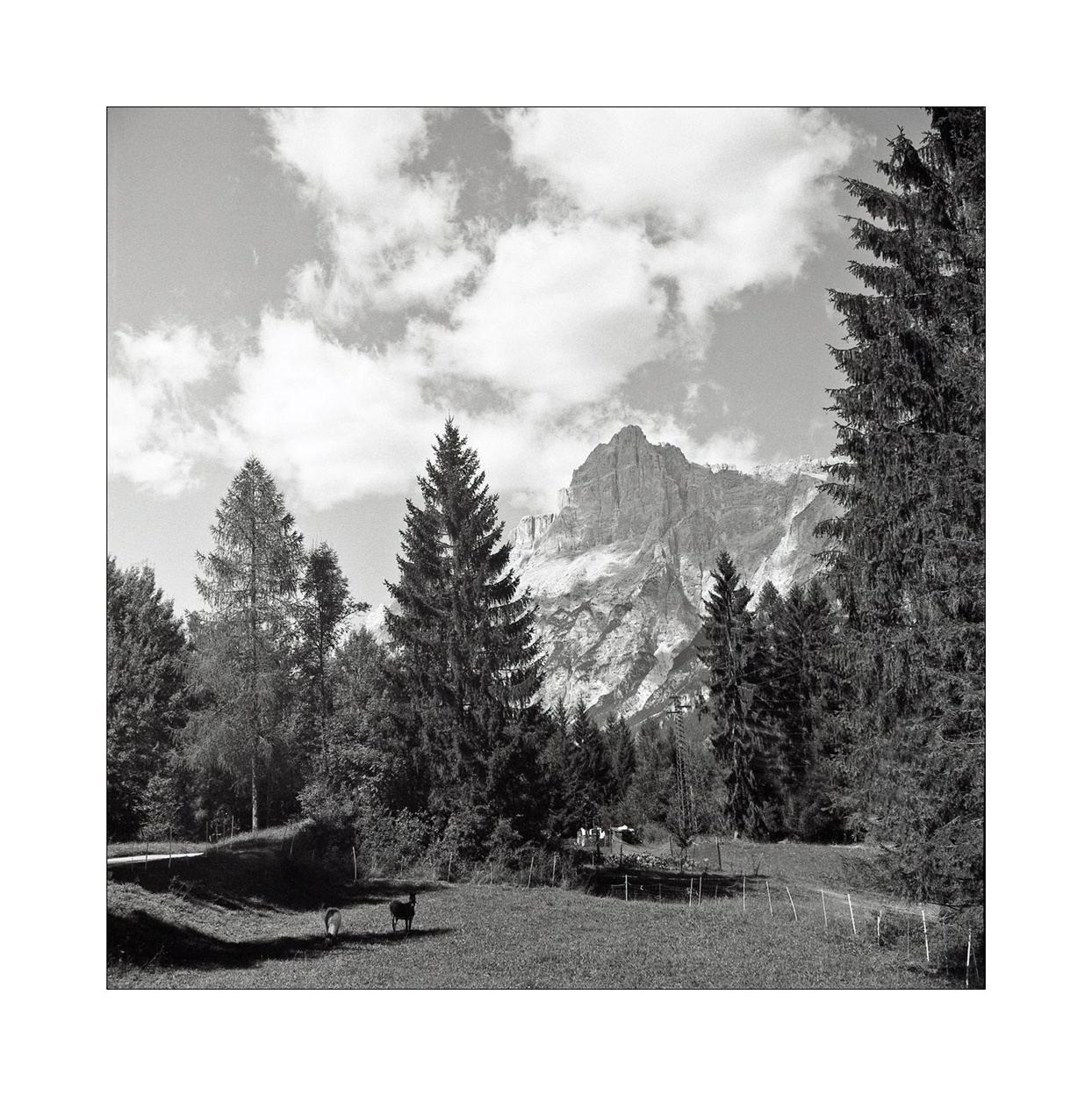 ciuchino ;/) Hasselblaski