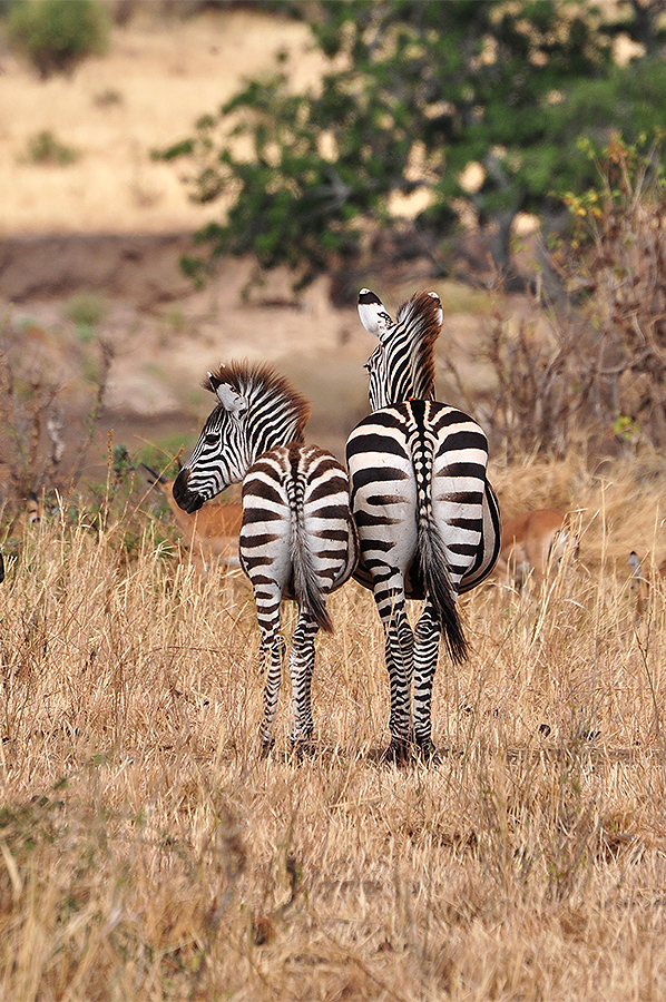 B-Side Zebra (equus quagga)