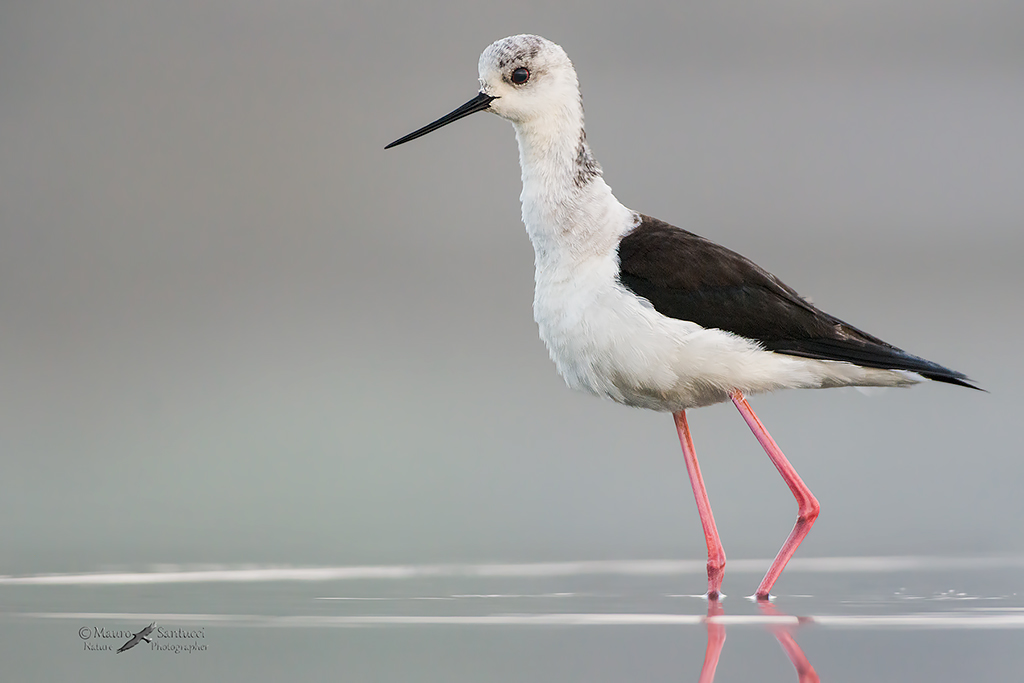 Cavaliere nella nebbia