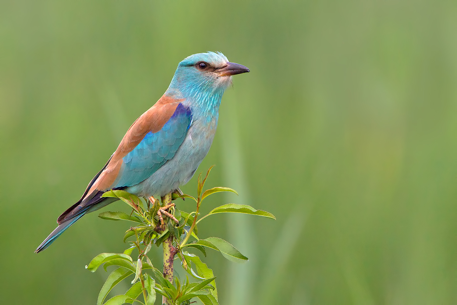 Ghiandaia marina !!!