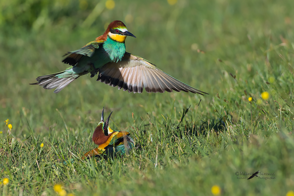 Gruccioni_ Merops apiaster
