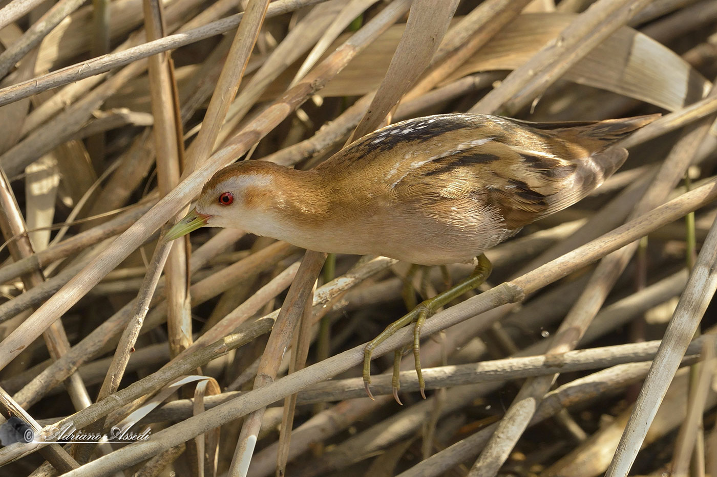 mimetismo della schiribilla