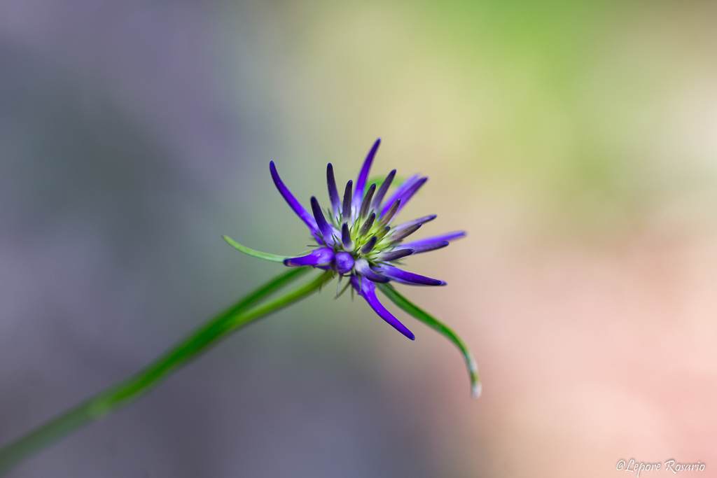 Semplice ed elegante