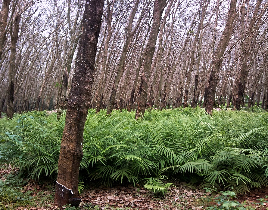 Piantagione di gomma
