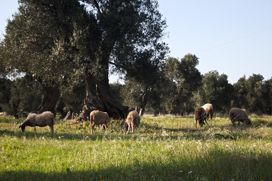 Ulivi e Pecore