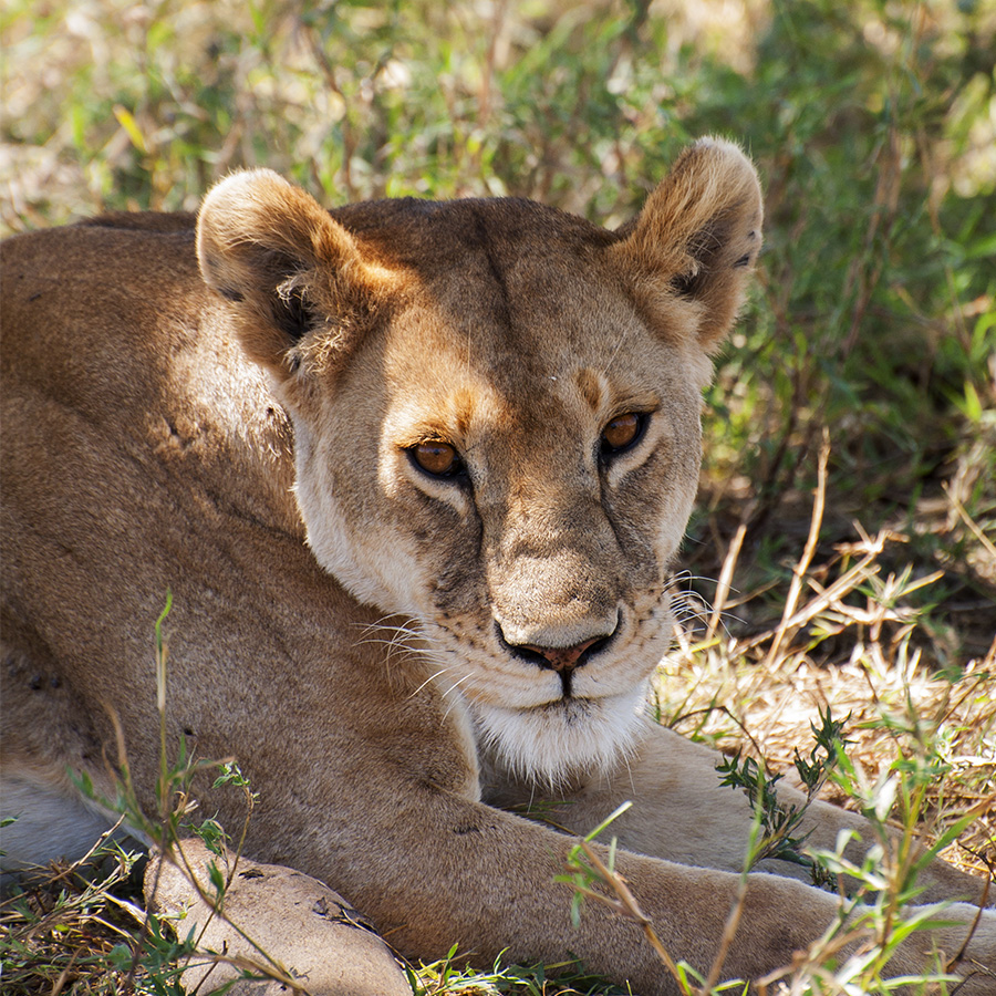 ritratto di signora (panthera leo)