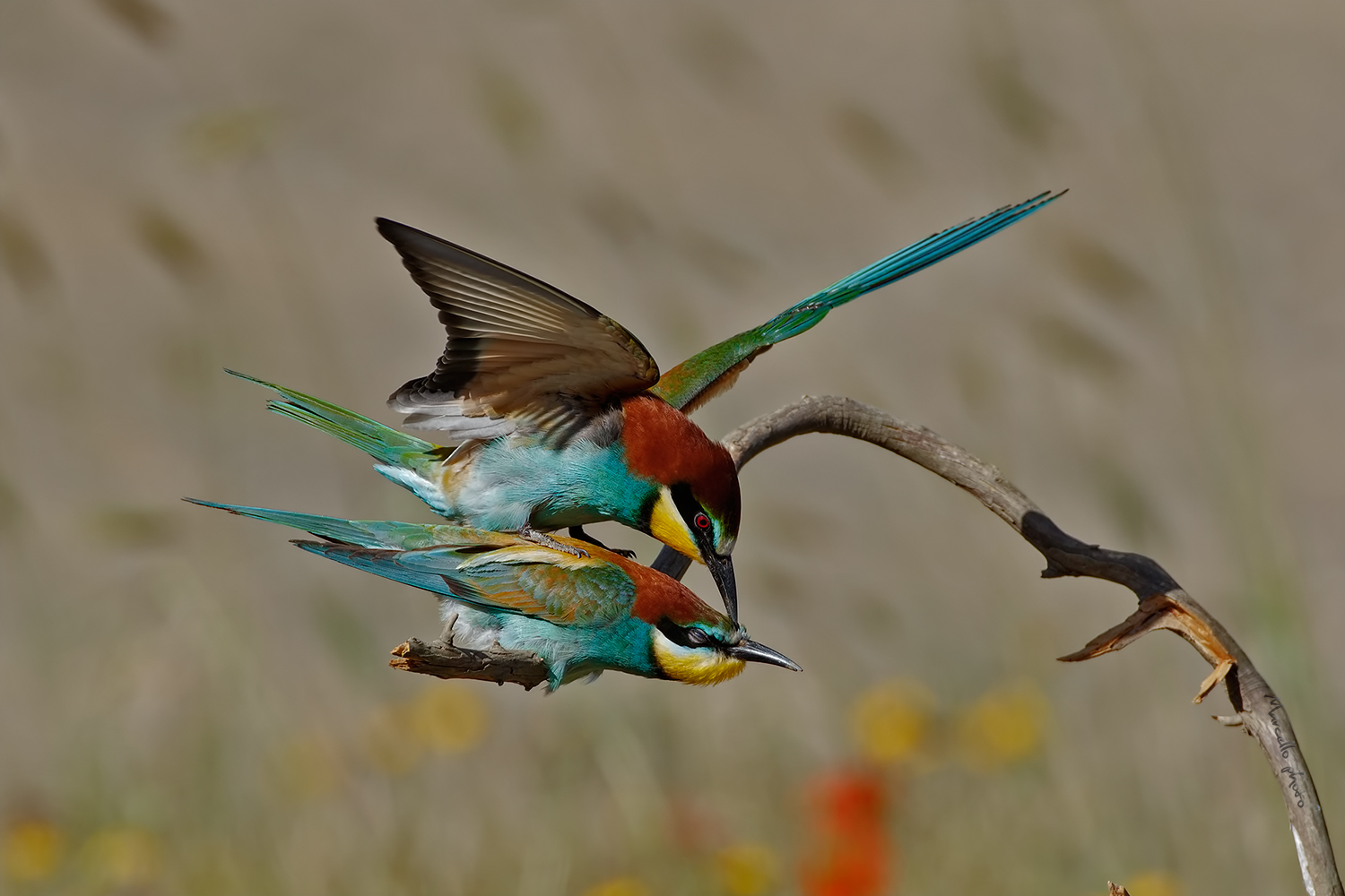 Gruccioni in accoppiamento.