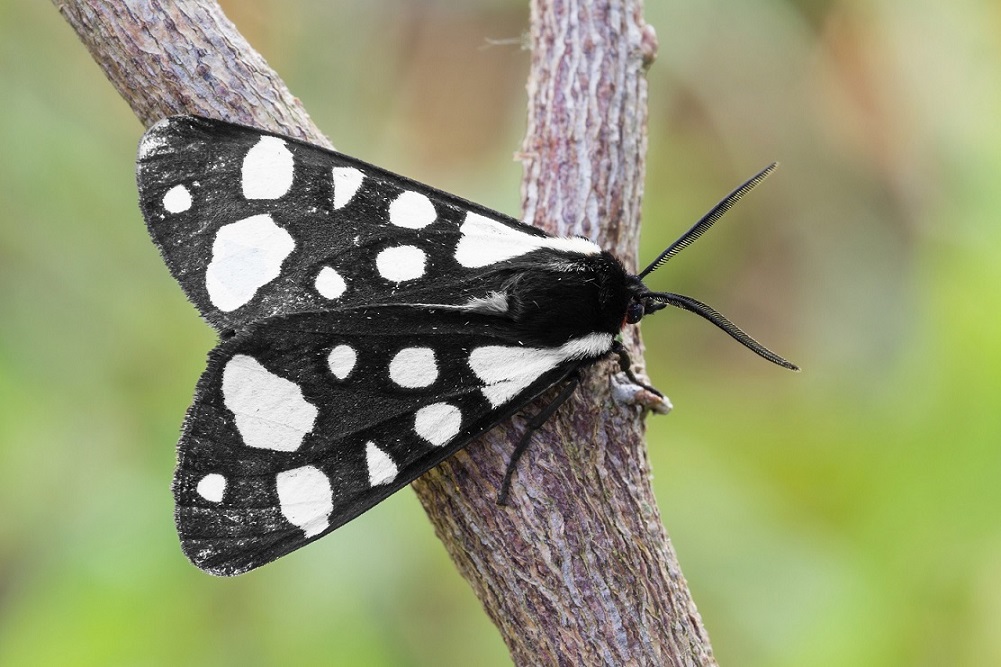 Sognando il Triplete