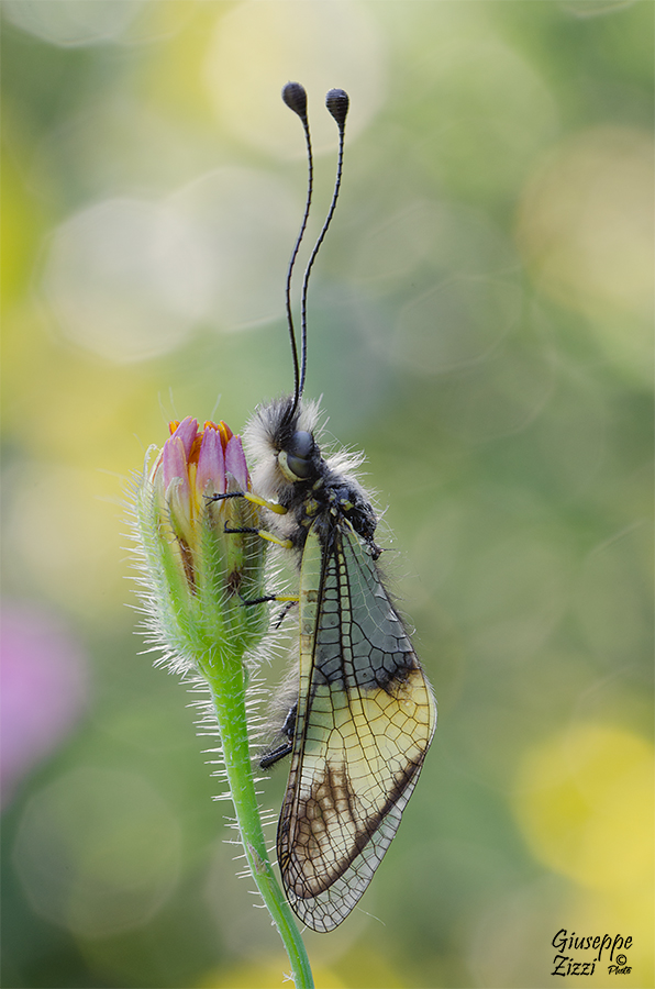 Libelloides longicornis
