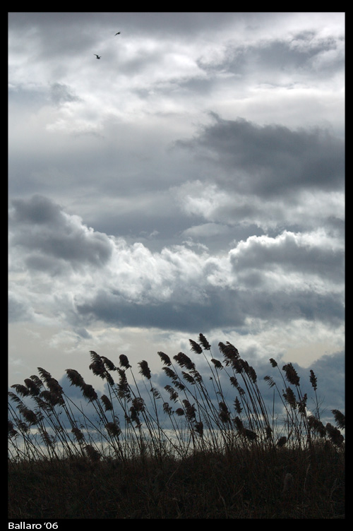 Canne al vento
