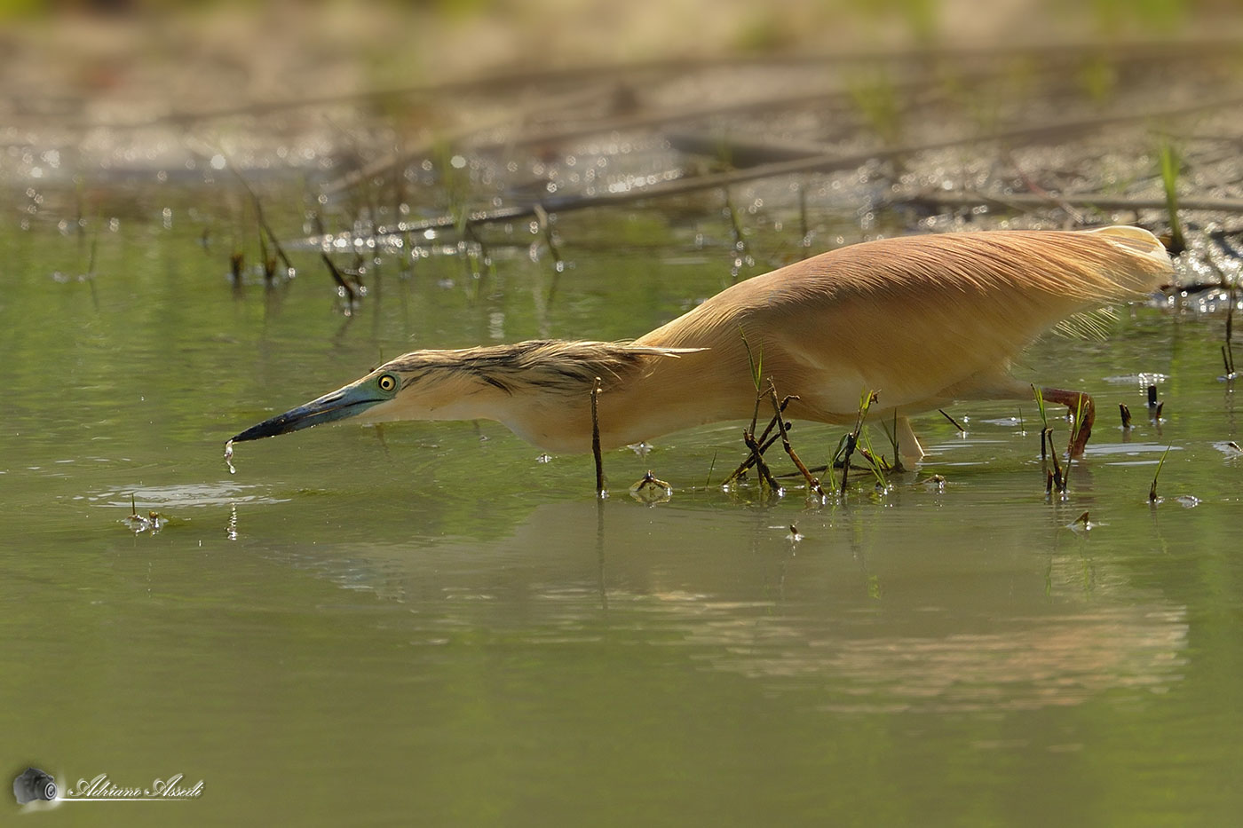 Sgarza ciuffetto in caccia