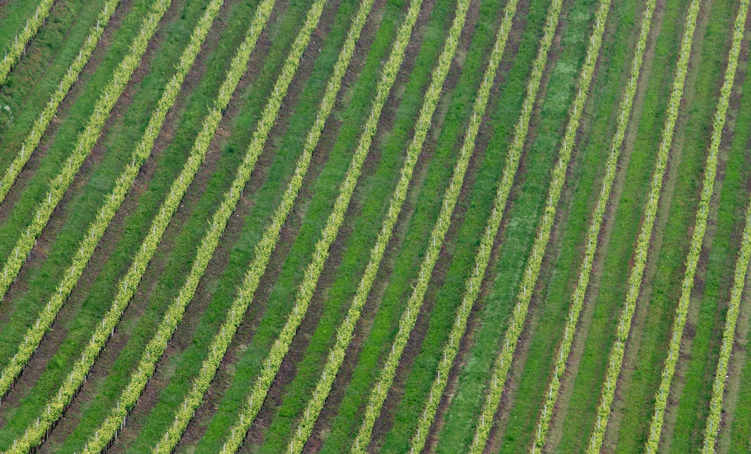 Coltivazioni dall'alto