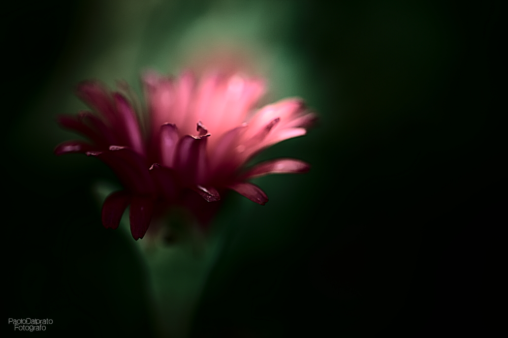 Non faccio foto di fiori