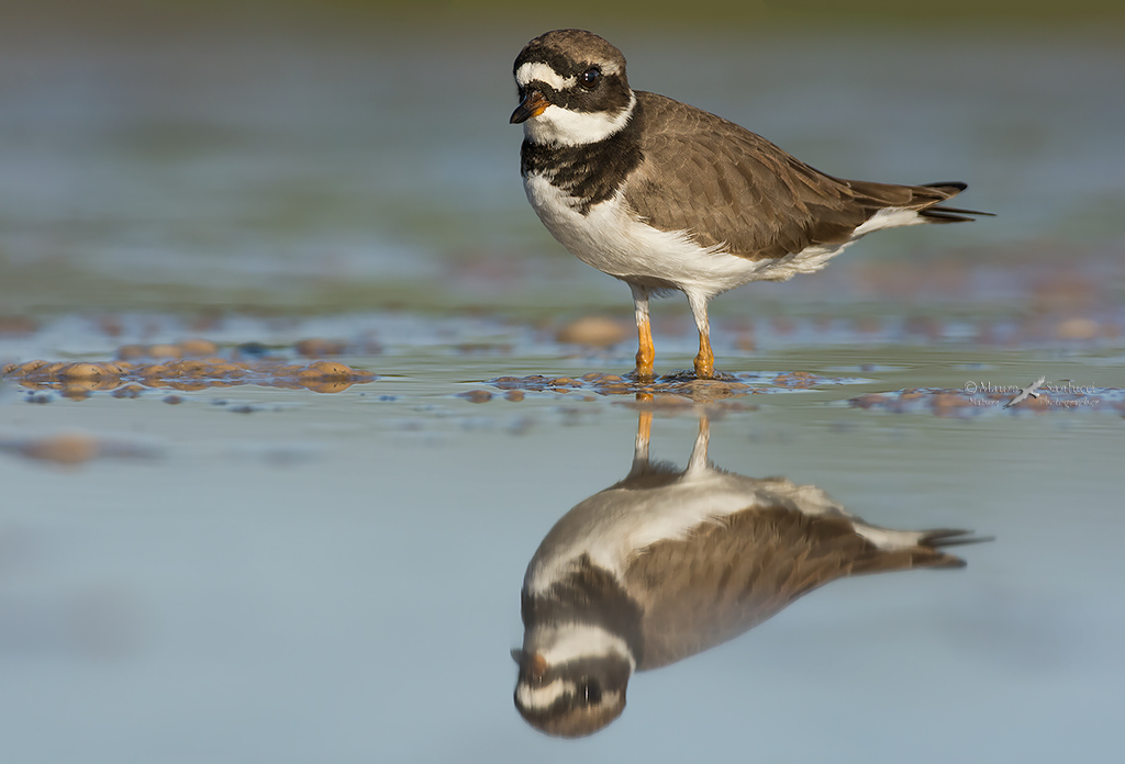 Il Grosso allo specchio