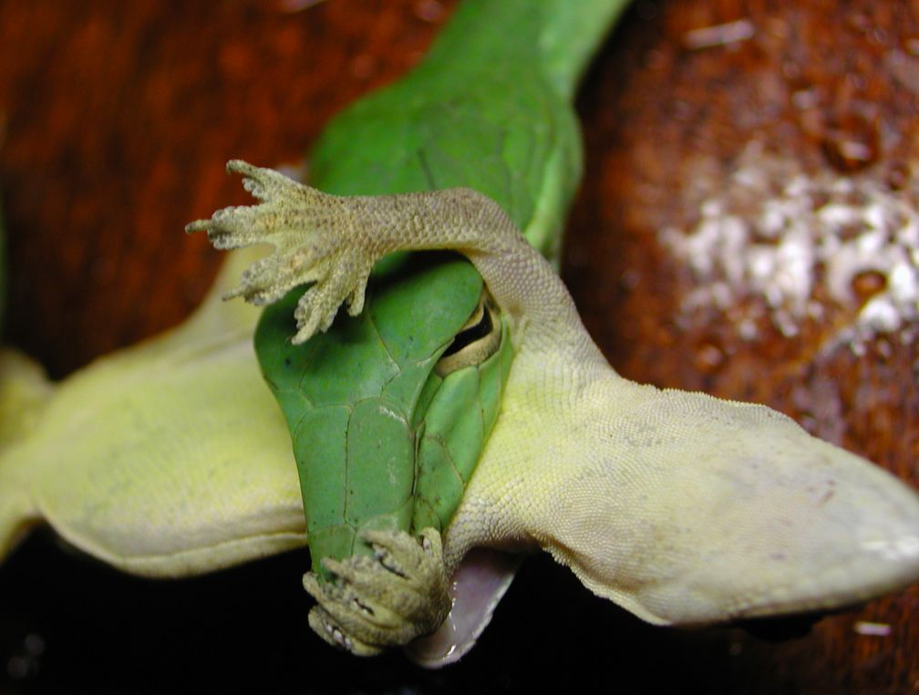 Foto di Ahaetulla o ultima foto di geco?