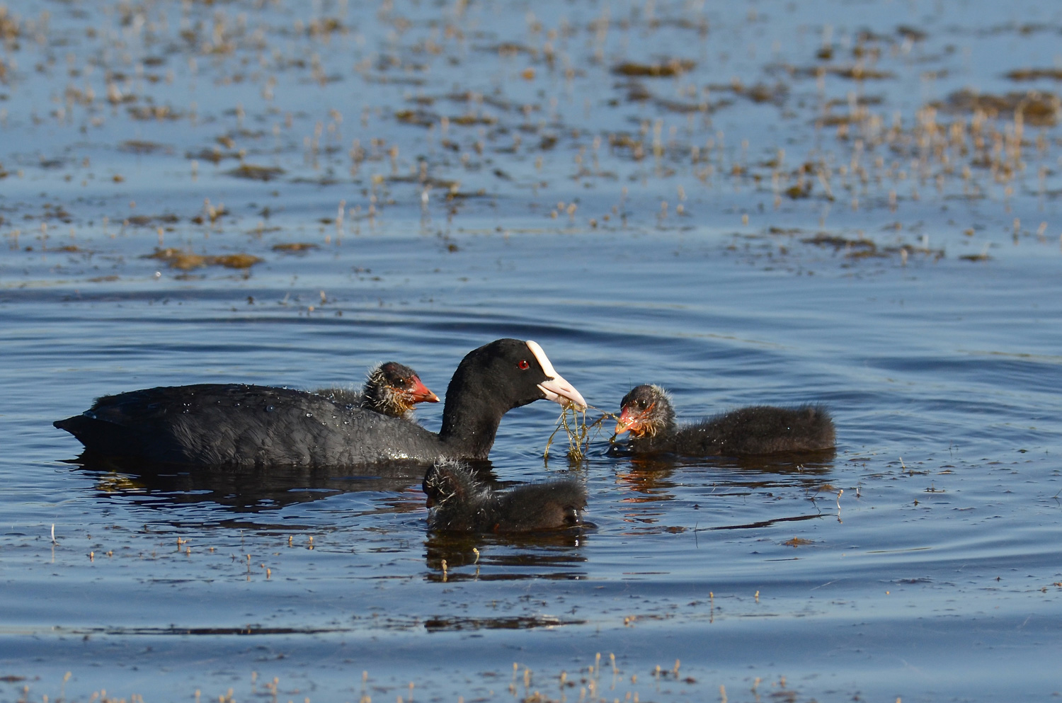Lezioni di sopravvivenza