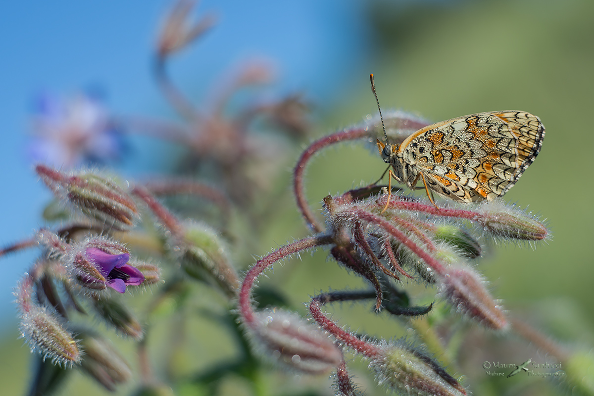 Melitaea phoebe ambientata