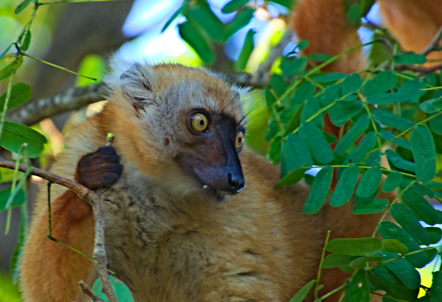 Lemure del Madagascar
