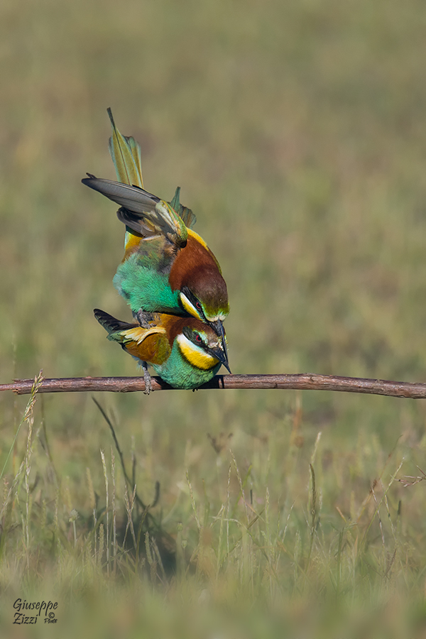 Gruccioni in accoppiamento